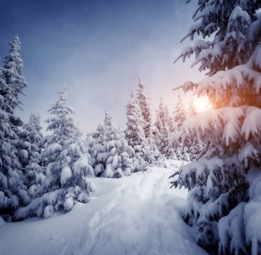 Güneş ışığıyla parlayan sihirli beyaz şeritler. Resimli ve muhteşem kış manzarası. Ukrayna, Avrupa 'daki Karpatlar Milli Parkı' nda. Alpler kayak merkezi. Mavi tonlama. Mutlu yıllar! Güzellik dünyası