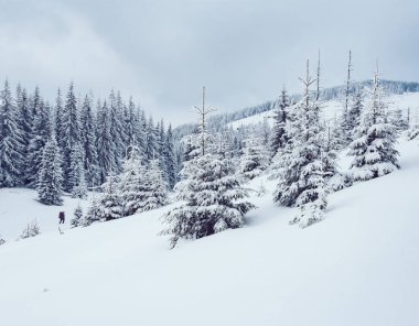 Güneş ışığıyla parlayan sihirli beyaz şeritler. Dramatik ve muhteşem kış manzarası. Karpatlar 'ın yeri, Ukrayna, Avrupa. Çapraz işlem filtresi, retro ve vintage tarzı. Instagram tonlama etkisi. Güzellik dünyası.