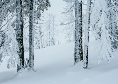 Güneş ışığıyla parlayan sihirli beyaz şeritler. Dramatik ve muhteşem kış manzarası. Karpatlar 'ın yeri, Ukrayna, Avrupa. Çapraz işlem filtresi, retro ve vintage tarzı. Instagram tonlama etkisi. Güzellik dünyası.