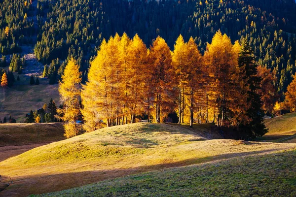 Lovely Yellow Larches Sunlight Unique Gorgeous Scene Location Place Dolomiti — Stock Photo, Image