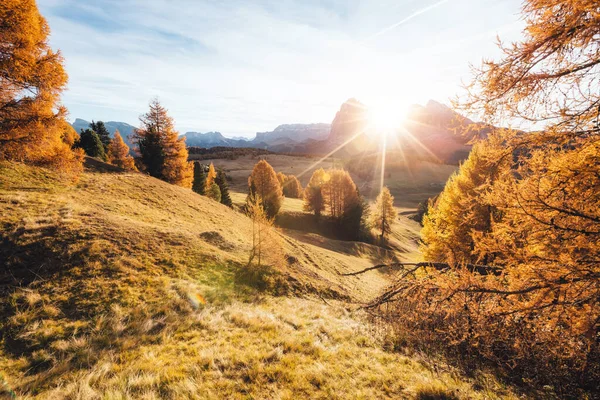 Güneş Işığındaki Hoş Sarı Tarlalar Sıra Dışı Göz Kamaştırıcı Bir — Stok fotoğraf
