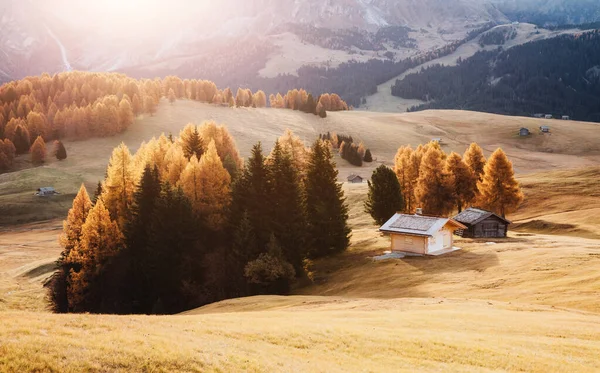 太陽の下で美しい黄色のカラマツ 珍しいと豪華なシーン 場所ドロミティ Compaccio Village Seiser Alm Alpe Siusi 南チロル — ストック写真