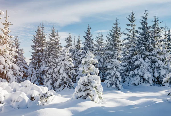 Fenséges Fehér Lucfenyők Ragyognak Napfényben Festői Gyönyörű Téli Jelenet Helyszín — Stock Fotó