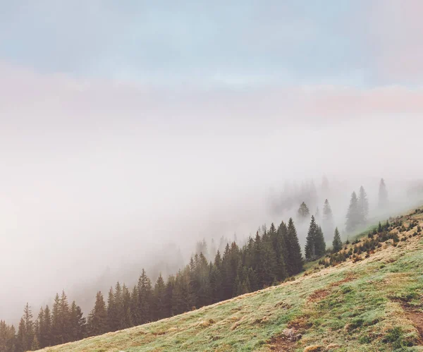 Morgennebel Bedeckte Die Hügel Mit Fichten Dramatische Und Hinreißende Szene — Stockfoto