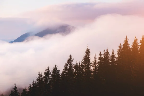 朝の霧が噴煙と共に丘を覆っていた 劇的で豪華なシーン 場所カルパティア ウクライナ ヨーロッパ クロスプロセスフィルター レトロとヴィンテージスタイル Instagramのトーン効果 美の世界 — ストック写真