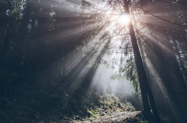Fantastischer Wald Der Vom Sonnenlicht Erleuchtet Wird Dramatischer Morgen Und — Stockfoto