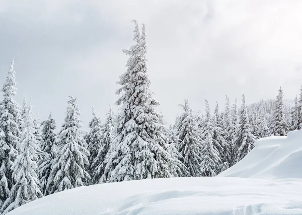 Magische Weiße Fichten Die Sonnenlicht Leuchten Dramatische Und Wunderschöne Winterliche — Stockfoto