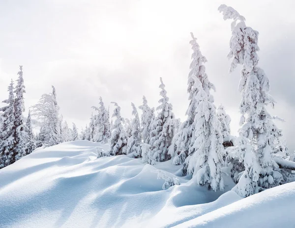 Magische Weiße Fichten Die Sonnenlicht Leuchten Dramatische Und Wunderschöne Winterliche — Stockfoto