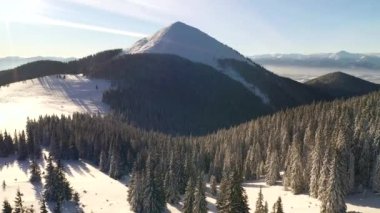 Mükemmel bir kış ormanı, kuşların gözünden gün ışığında parlar. UHD 4k video ile çekildi.