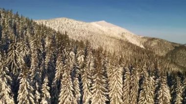 Mükemmel bir kış ormanı, kuşların gözünden gün ışığında parlar. UHD 4k video ile çekildi.