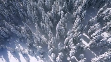 Soğuk bir günde tepeden tırnağa donla kaplı büyüleyici ladin ağaçlarının uzaktan kumandalı füzeleri. UHD 4k video ile çekildi.