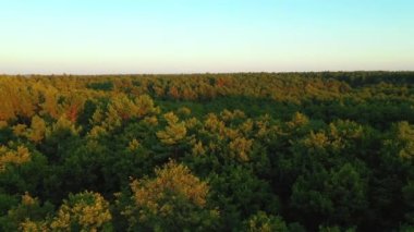 Akşam ışığında kuş bakışı bir çam ağacının tepesinde. UHD 4k video ile çekildi.