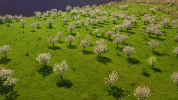 Jardim Ornamental Com Árvores Cerejeira Exuberantes Florescendo Dia Ensolarado Filmado — Vídeo de Stock