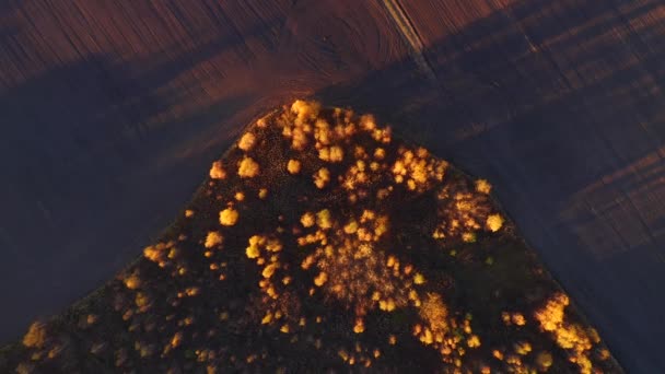 Toller Blick Von Einer Drohne Die Morgens Über Den Herbstwald — Stockvideo