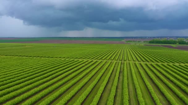 Kuş Bakışı Sıralanmış Kuşüzümü Çalılarının Muhteşem Manzarası Uhd Video Ile — Stok video