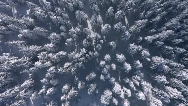 Drone Tiro Cima Para Baixo Árvores Abeto Após Queda Neve — Vídeo de Stock