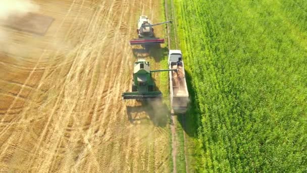 Drone Voa Sobre Colheitadeiras Combinadas Industriais Trigo Colheita Campo Agrícola — Vídeo de Stock