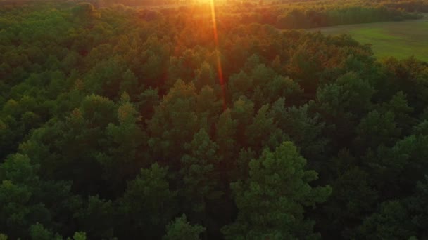 Tops Pine Trees Bird Eye View Evening Light Filmed Uhd — Stock Video