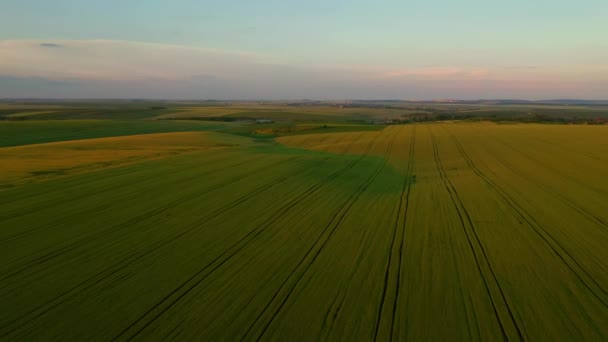 Herrliche Szene Von Landwirtschaftlichen Flächen Abend Gefilmt Uhd Video — Stockvideo