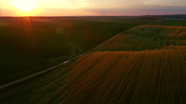 Eine Drohne Fliegt Bei Sonnenuntergang Über Landwirtschaftliche Felder Gefilmt Uhd — Stockvideo