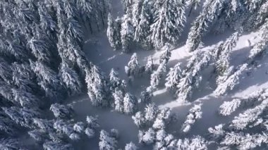 Soğuk bir günde kar yağdıktan sonra ladin ağaçlarının tepesinden altına insansız hava aracı atışı. UHD 4k video ile çekildi.