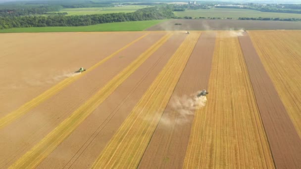 Drone Shot Flying Combine Harvesters Working Farmland Harvesting Filmed Uhd — Stock Video