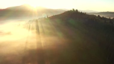 Ağaçların arasından süzülen güneş ışınlarıyla muhteşem sisli bir manzara. 4k 'lık bir videoda çekildi.