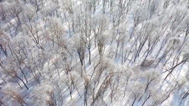 Güneşli bir günde, karlı bir ormanın üzerinde uçan bir dron. 4k 'lık bir videoda çekildi.