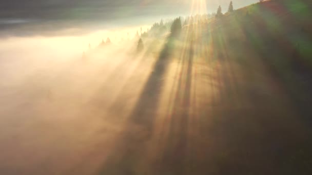 Spektakuläre Neblige Landschaft Mit Sonnenstrahlen Die Durch Die Bäume Brechen — Stockvideo