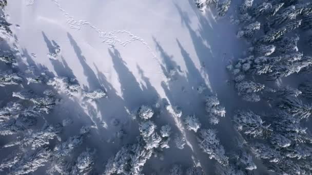 Soğuk Bir Günde Tepeden Tırnağa Donla Kaplı Büyüleyici Ladin Ağaçlarının — Stok video
