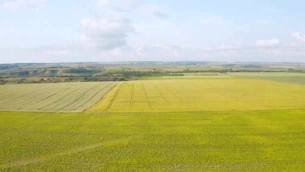 Campo Trigo Verde Desde Vista Pájaro Día Soleado Verano Filmado — Vídeos de Stock