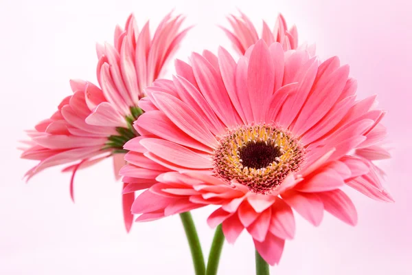 Tres flores de gerber rojo sobre fondo rosa. — Stockfoto