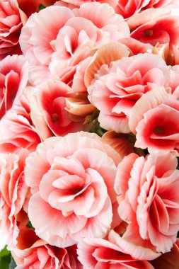 pembe begonias doku, desen ve ayrıntıları gösteren bir close-up.