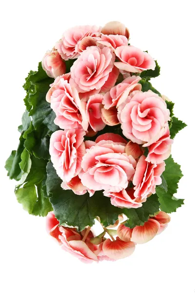 Mooie begonia bloemen geïsoleerd op witte achtergrond. — Stockfoto