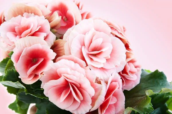 Beautiful begonia flowers isolated on pink background. — Stock Photo, Image