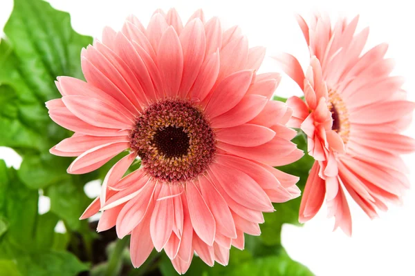 Dos flores rojas Gerber sobre fondo blanco . — Foto de Stock