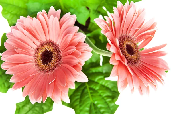 Due fiori Gerber rossi su sfondo bianco . — Foto Stock