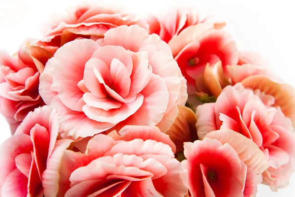 Mooie begonia bloemen geïsoleerd op witte achtergrond. — Stockfoto