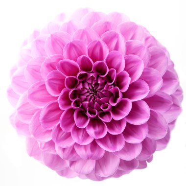 Pink Chrysanthemum Flower Isolated on White Background. clipart