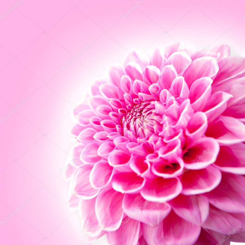 Pink Chrysanthemum Flower Isolated on White Background.