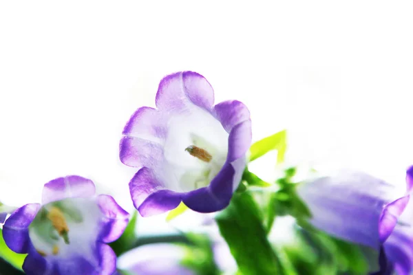 Violet flowers isolated on white — Stock Photo, Image