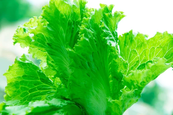 Frischer roher Salat — Stockfoto