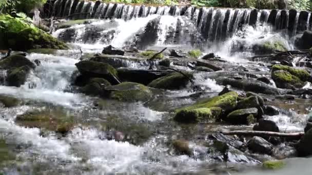 Rivière sauvage avec rapides dans la forêt . — Video