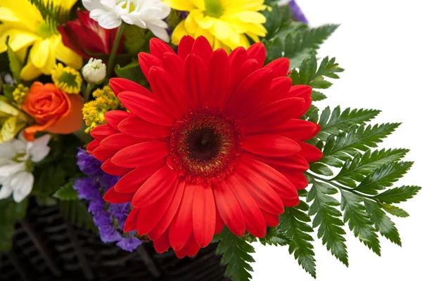 Flores de gerberas rojas — Foto de Stock