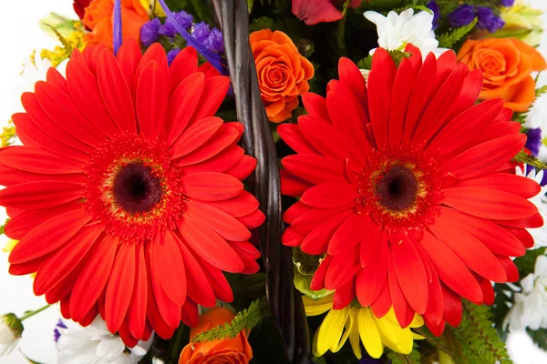Kırmızı gerbera çiçekleri — Stok fotoğraf