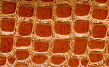 Cilt dokusunu kahverengi renk.