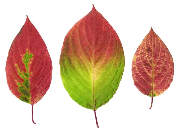 Full-size samengestelde foto van verschillende herfst bladeren geïsoleerd op witte achtergrond. — Stockfoto