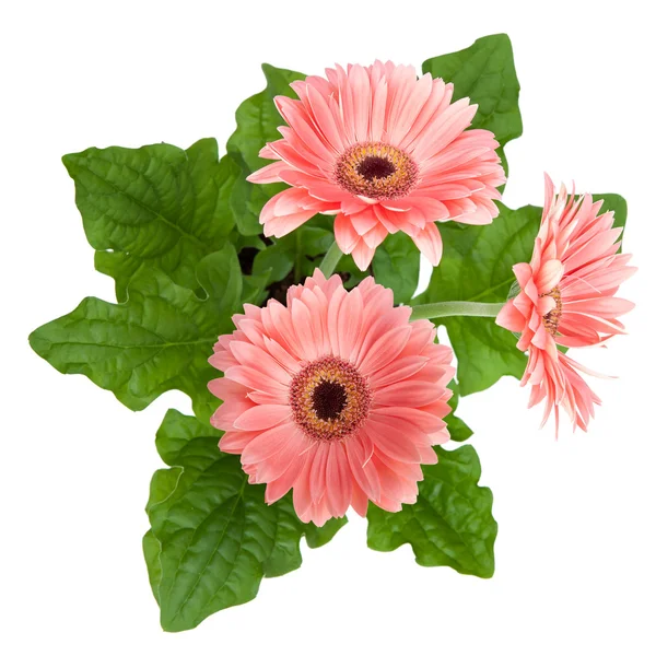 Three pink Gerber flowers, daisies isolated on white — Stock Photo, Image