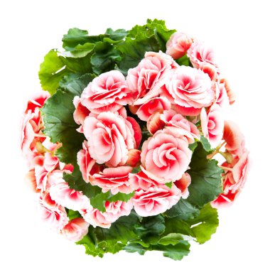 Beyaz arka plan üzerinde izole güzel kırmızı begonia çiçek.
