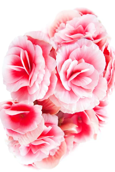 Mooie rode begonia bloemen geïsoleerd op witte achtergrond. — Stockfoto